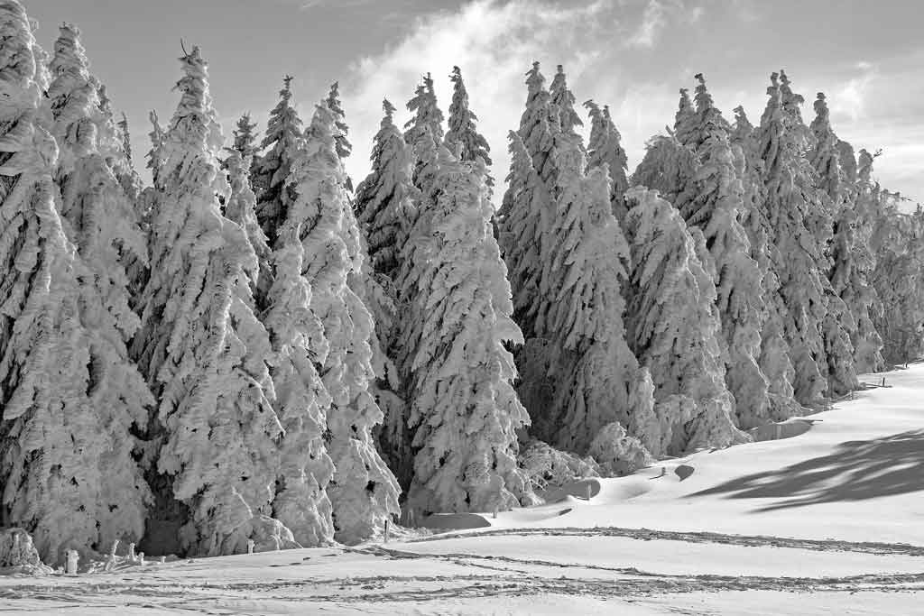 Zeigt einen Nadelwald im Winter